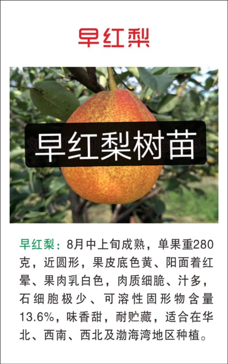 玉露香梨树苗基地直销玉露香梨苗批发价格
