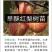 玉露香梨树苗基地直销玉露香梨苗批发价格