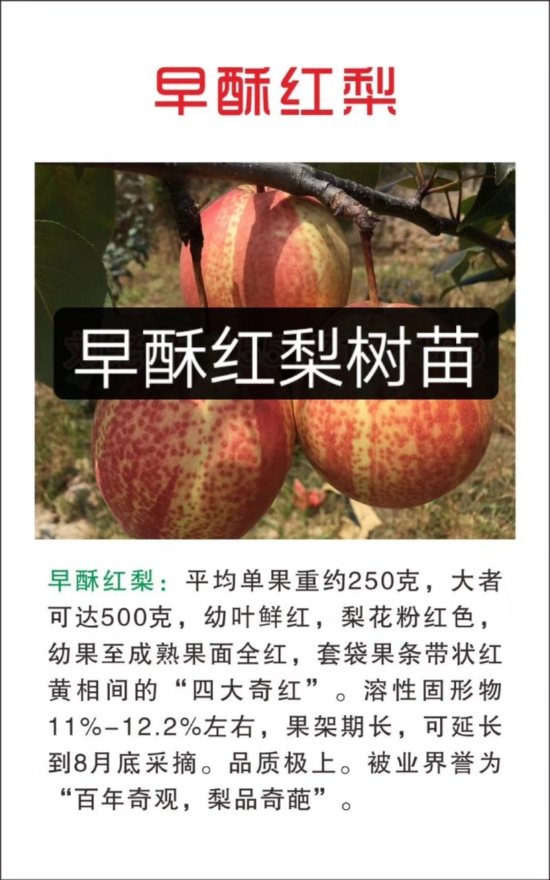 玉露香梨树苗基地直销玉露香梨苗批发价格