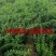 正宗墨石榴苗现挖现卖包质量基地直销