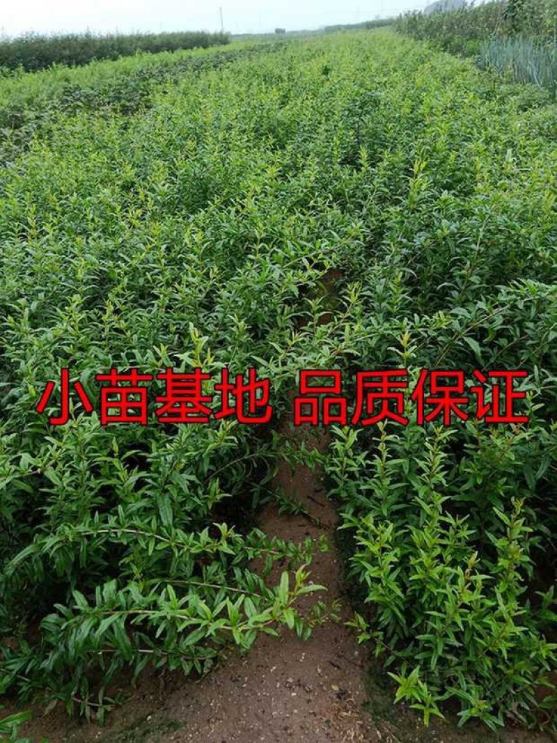 正宗墨石榴苗现挖现卖包质量基地直销