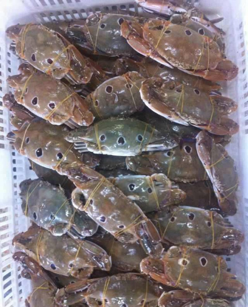 A级梭子蟹100-150g货柜批发