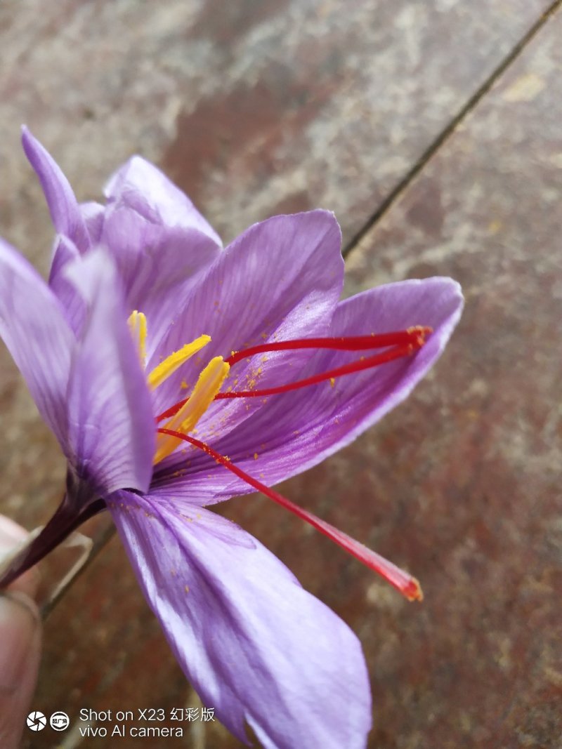 西红花