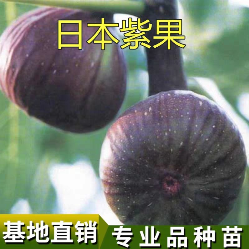 无花果日本紫果无花果苗正品保证优质一级苗包结果