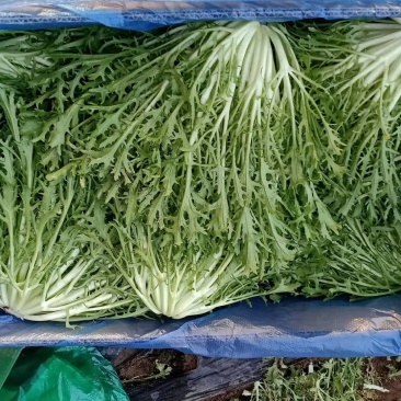 精品苦菊批发苦菊大量上市高端品质货量巨大日供万斤以上