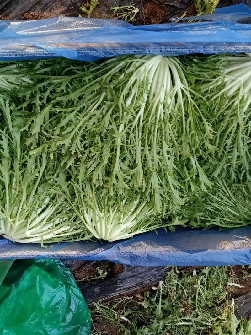 精品苦菊批发苦菊大量上市高端品质货量巨大日供万斤以上
