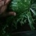 精品苦菊批发苦菊大量上市高端品质货量巨大日供万斤以上