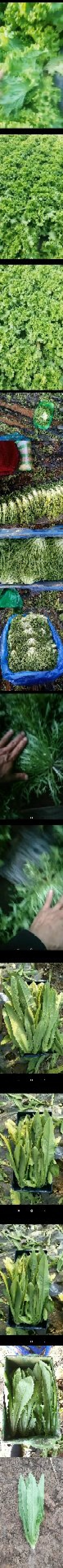 精品苦菊批发苦菊大量上市高端品质货量巨大日供万斤以上