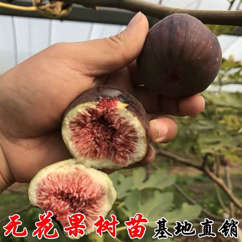 无花果日本紫果无花果苗正品保证优质一级苗包结果