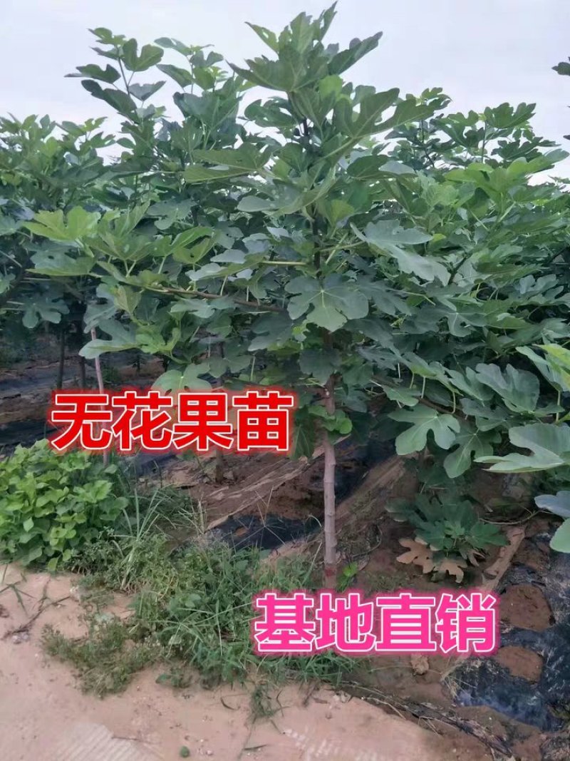 无花果日本紫果无花果苗正品保证优质一级苗包结果