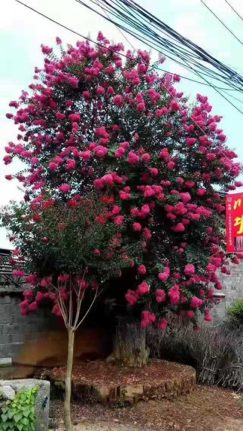 紫薇，红花紫薇树红火箭,速生紫薇10公分基地直发欢迎下单
