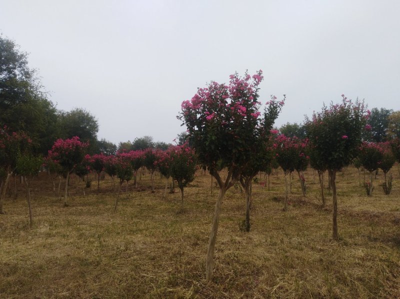 紫薇，红花紫薇树红火箭,速生紫薇10公分基地直发欢迎下单