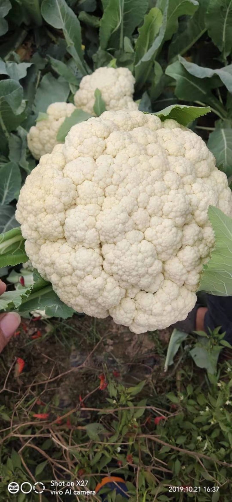 优质陆地散花菜大量供应一手货源代发全国各地。