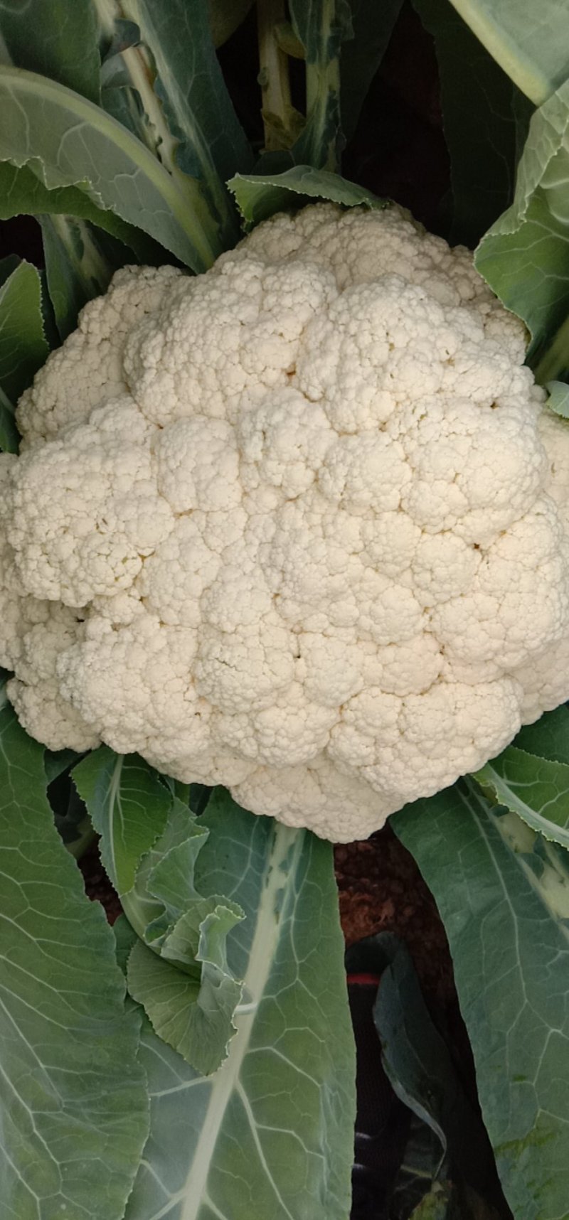 优质陆地散花菜大量供应一手货源代发全国各地。