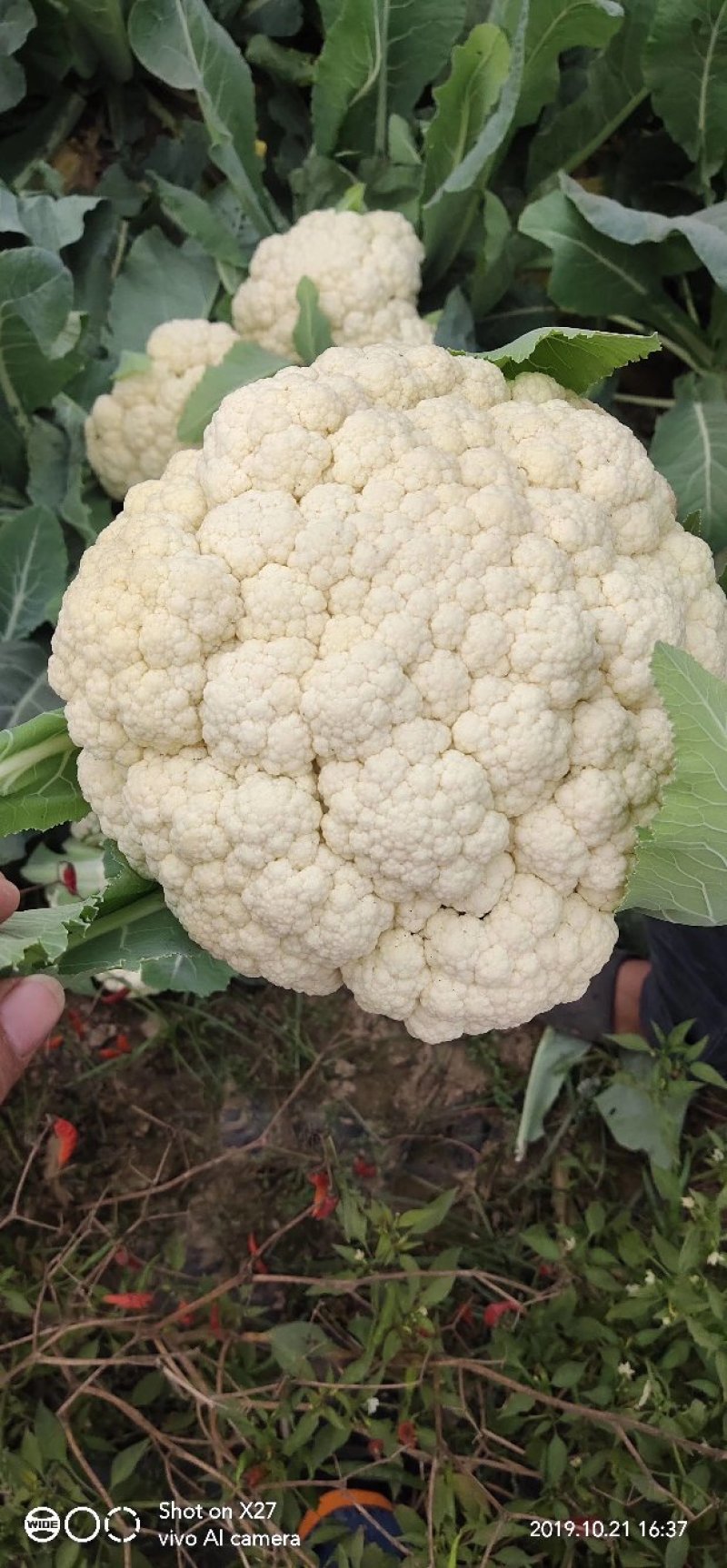 优质陆地散花菜大量供应一手货源代发全国各地。