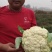 优质陆地散花菜大量供应一手货源代发全国各地。