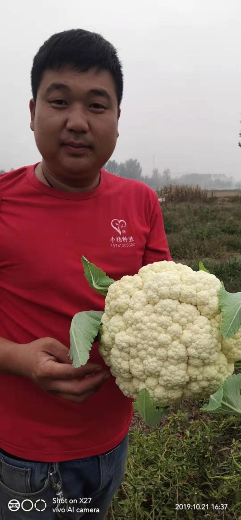 优质陆地散花菜大量供应一手货源代发全国各地。