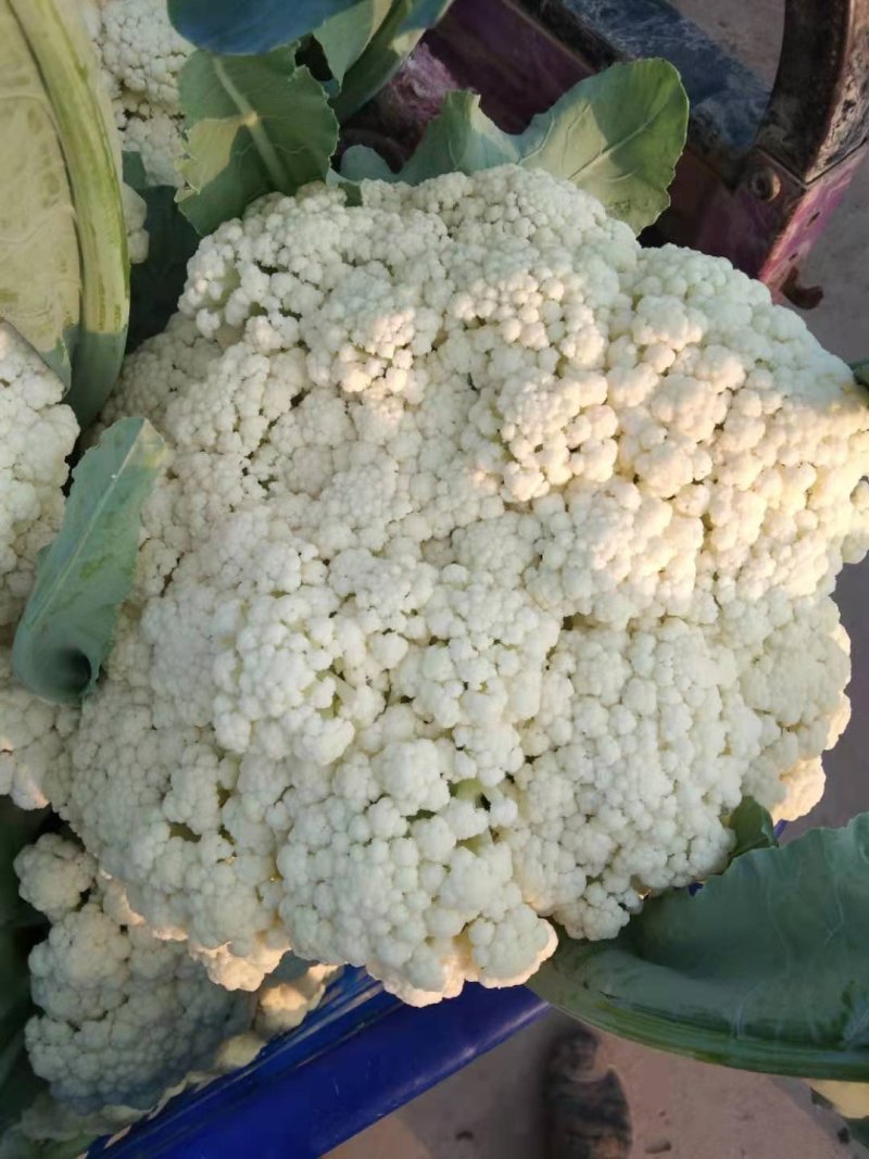 优质陆地散花菜大量供应一手货源代发全国各地。