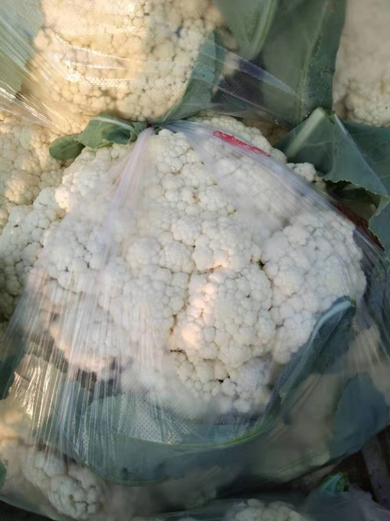 优质陆地散花菜大量供应一手货源代发全国各地。