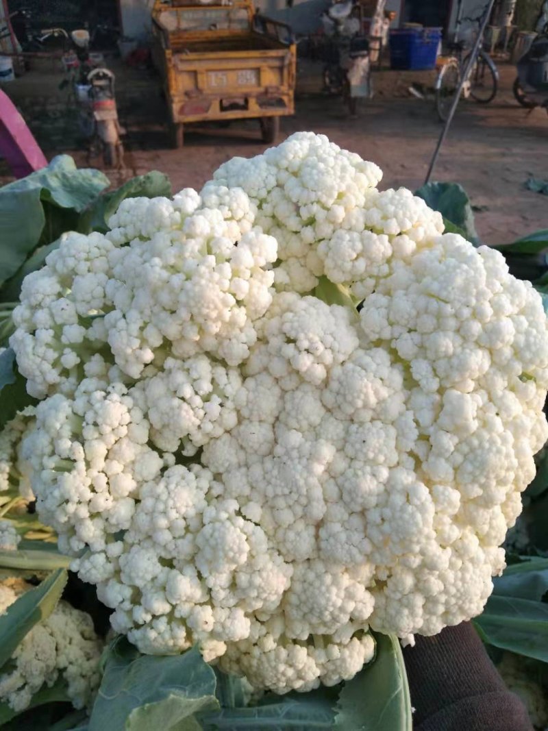优质陆地散花菜大量供应一手货源代发全国各地。
