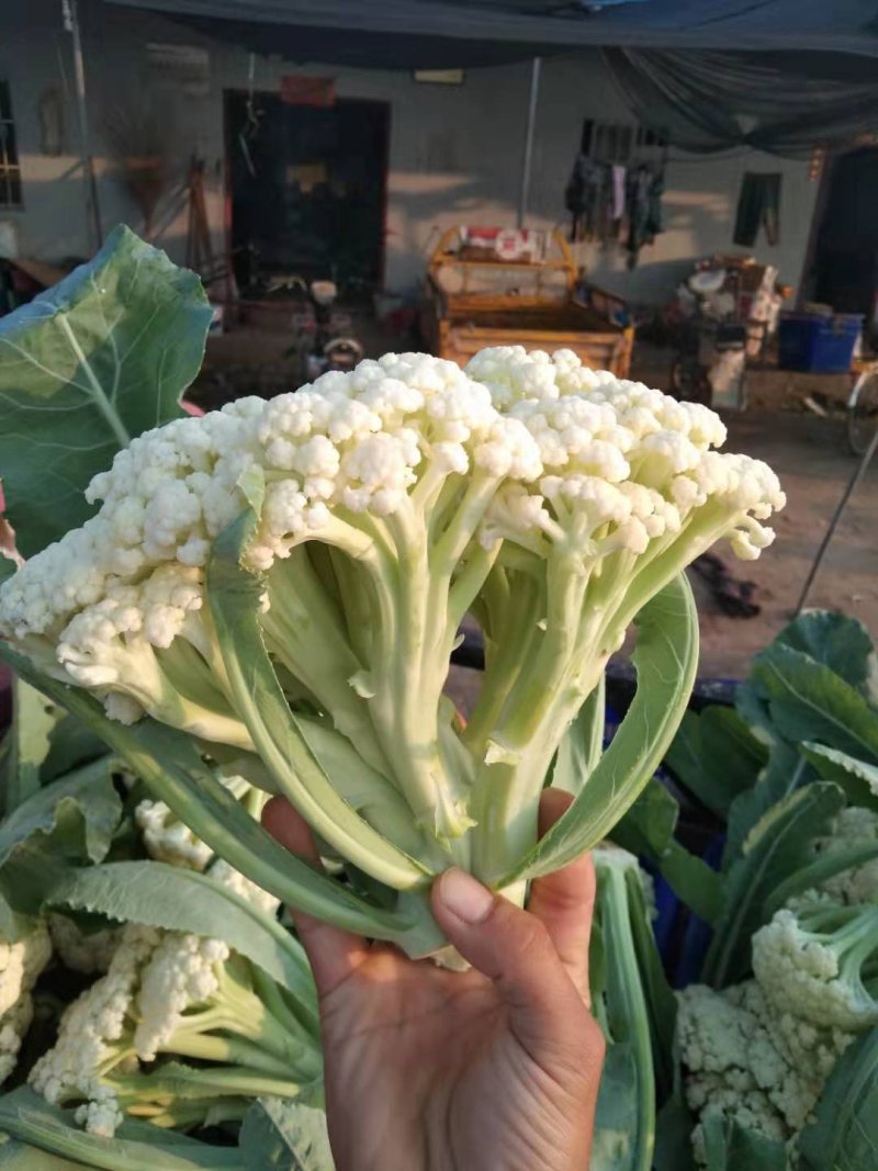 优质陆地散花菜大量供应一手货源代发全国各地。