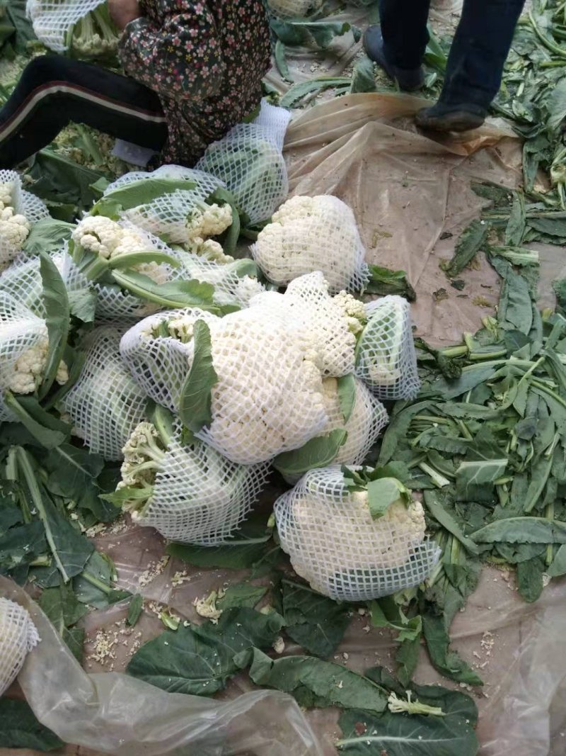优质陆地散花菜大量供应一手货源代发全国各地。