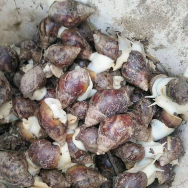 白玉蜗牛