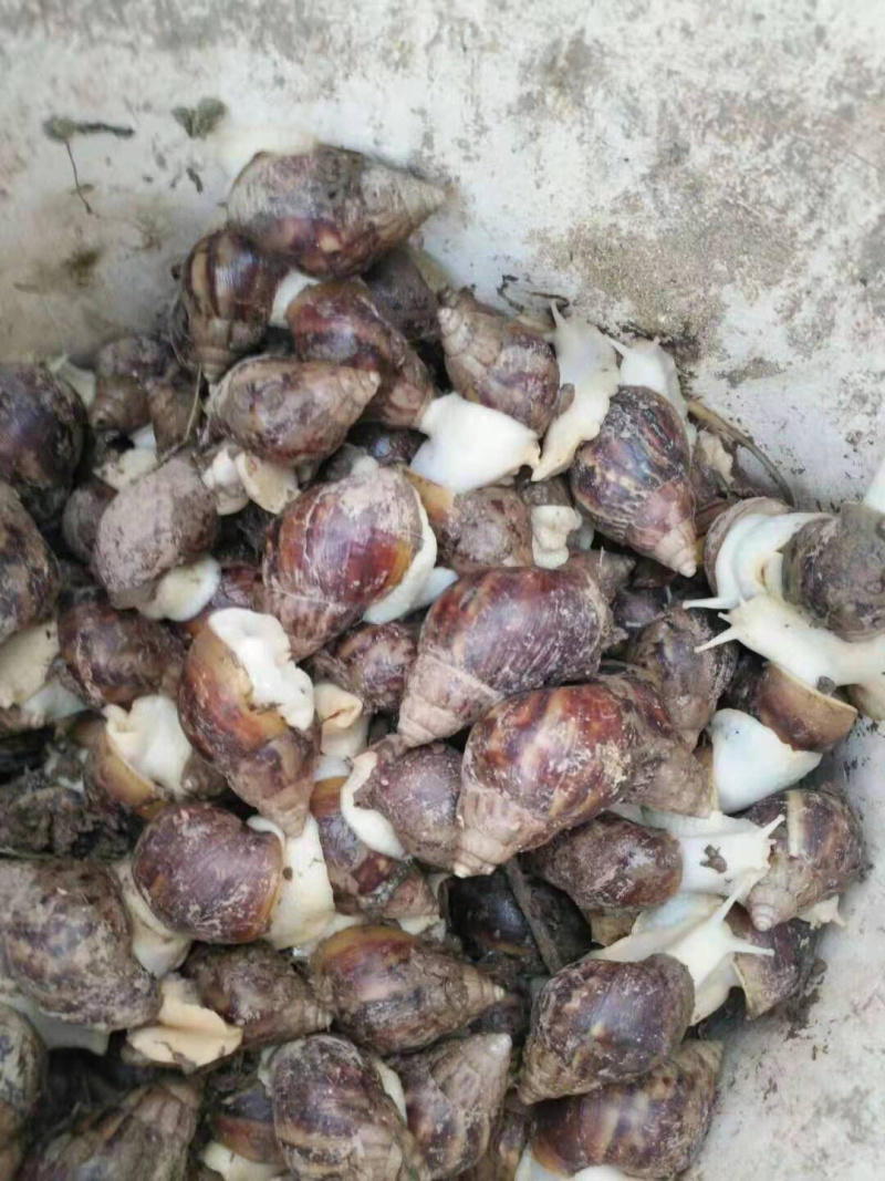 白玉蜗牛