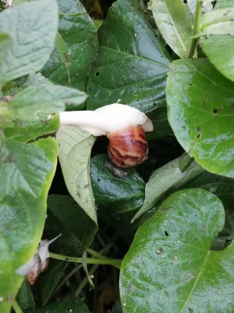 白玉蜗牛