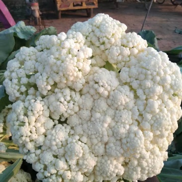 河南产区精品有机花菜，大量上市中，全国发货。