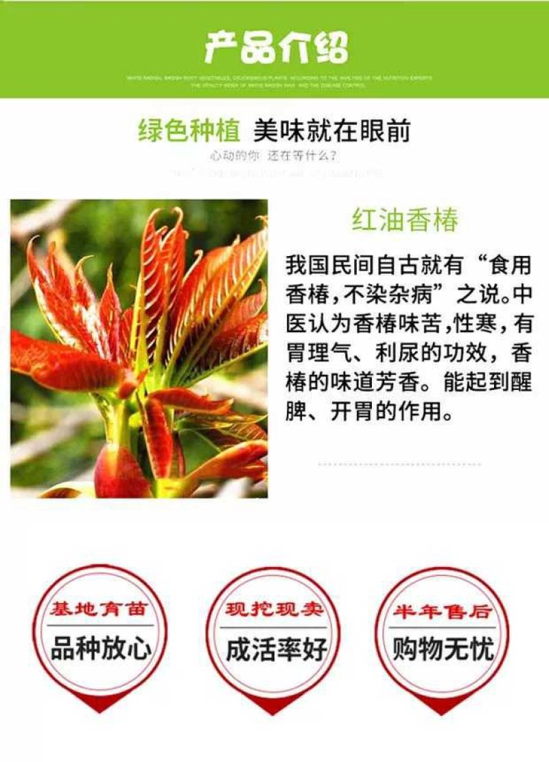 红油香椿苗矮化香椿苗基地直销现挖现卖诚信经营