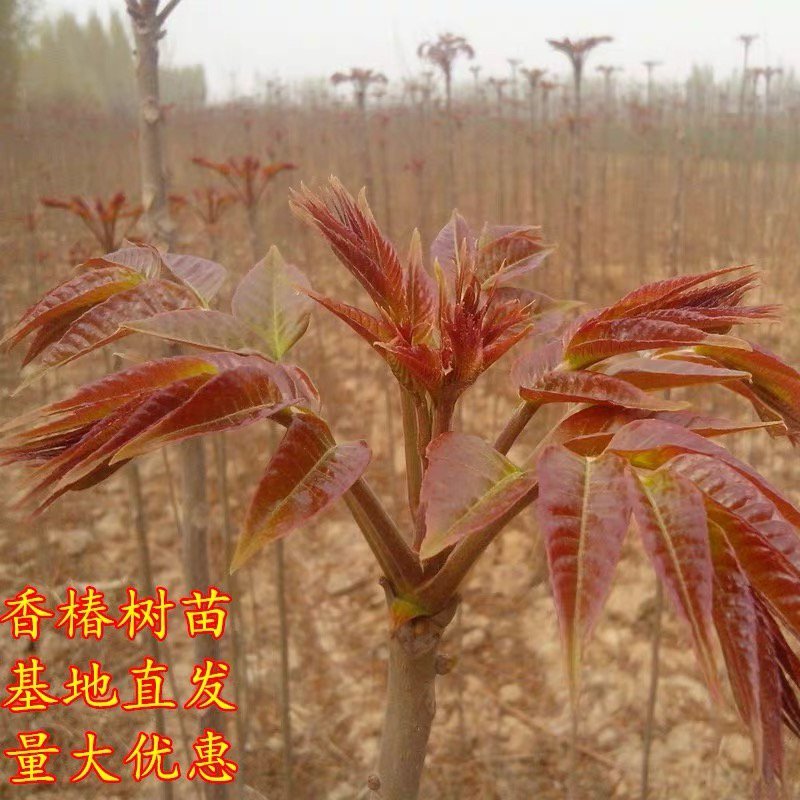 红油香椿苗矮化香椿苗基地直销现挖现卖诚信经营