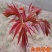 红油香椿苗矮化香椿苗基地直销现挖现卖诚信经营