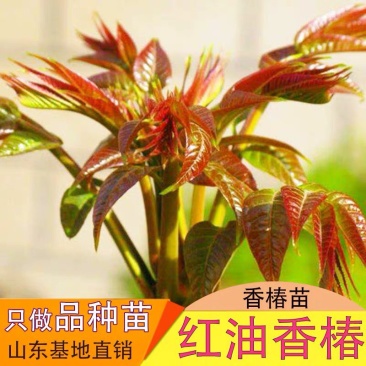 红油香椿苗矮化香椿苗基地直销现挖现卖诚信经营