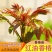 红油香椿苗矮化香椿苗基地直销现挖现卖诚信经营