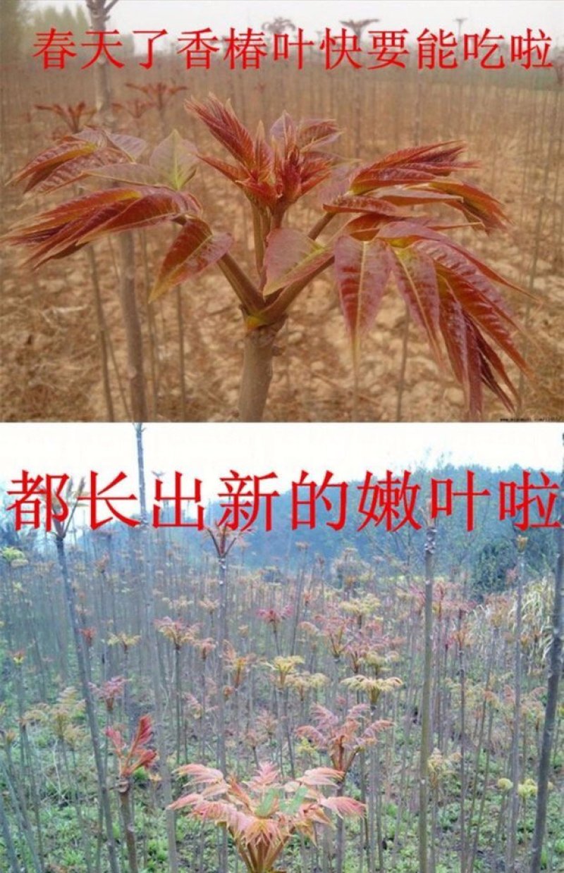 红油香椿苗矮化香椿苗基地直销现挖现卖诚信经营
