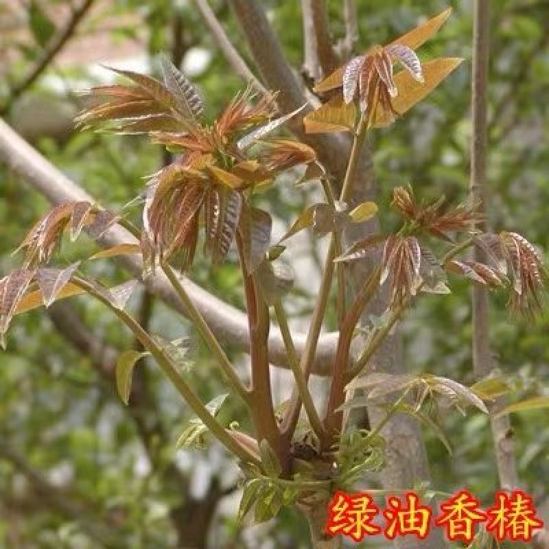 红油香椿苗矮化香椿苗基地直销现挖现卖诚信经营