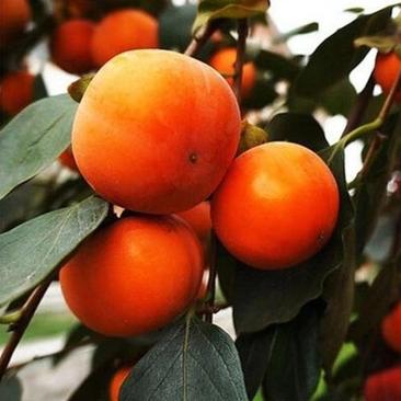 甜柿子树苗日本次郎柿子树苗基地直供免费提供种植技术