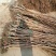 甜柿子树苗日本次郎柿子树苗基地直供免费提供种植技术