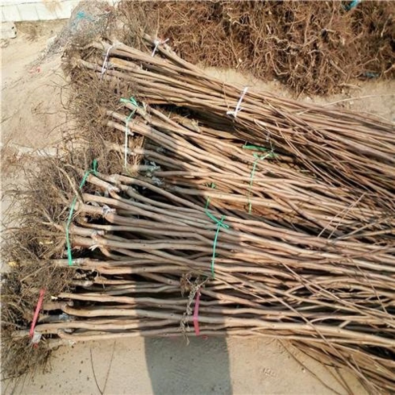 甜柿子树苗日本次郎柿子树苗基地直供免费提供种植技术