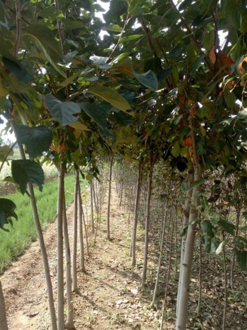 甜柿子树苗日本次郎柿子树苗基地直供免费提供种植技术