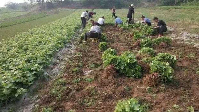美国红提无籽葡萄苗根系发达产量高包邮