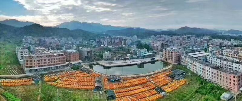 自晒柿饼来咯香甜软糯