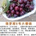 俄罗斯8号大樱桃苗产量高易成活品质保证