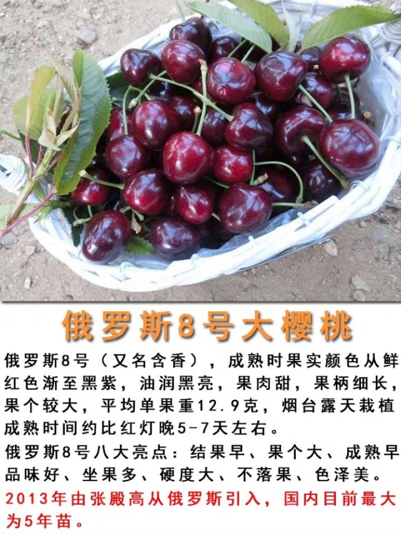 俄罗斯8号大樱桃苗产量高易成活品质保证