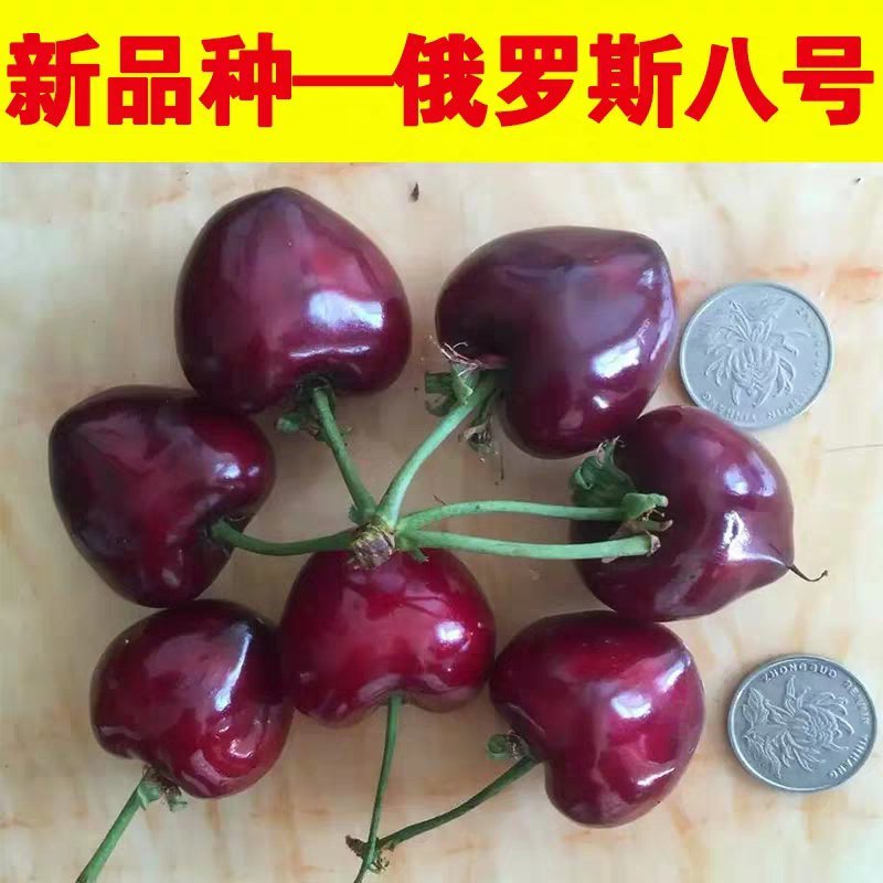 俄罗斯8号大樱桃苗产量高易成活品质保证