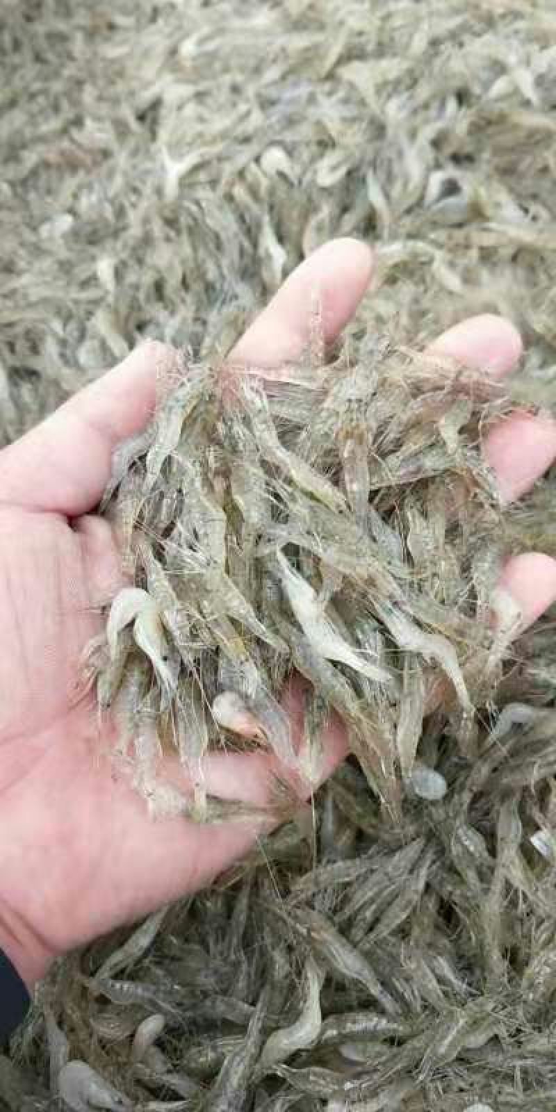 河虾，河虾，鲜活河虾，河虾，河虾