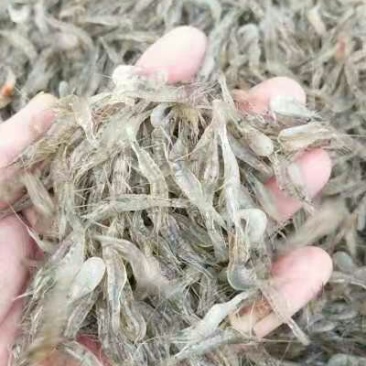 河虾，河虾，鲜活河虾，河虾，河虾