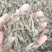 河虾，河虾，鲜活河虾，河虾，河虾