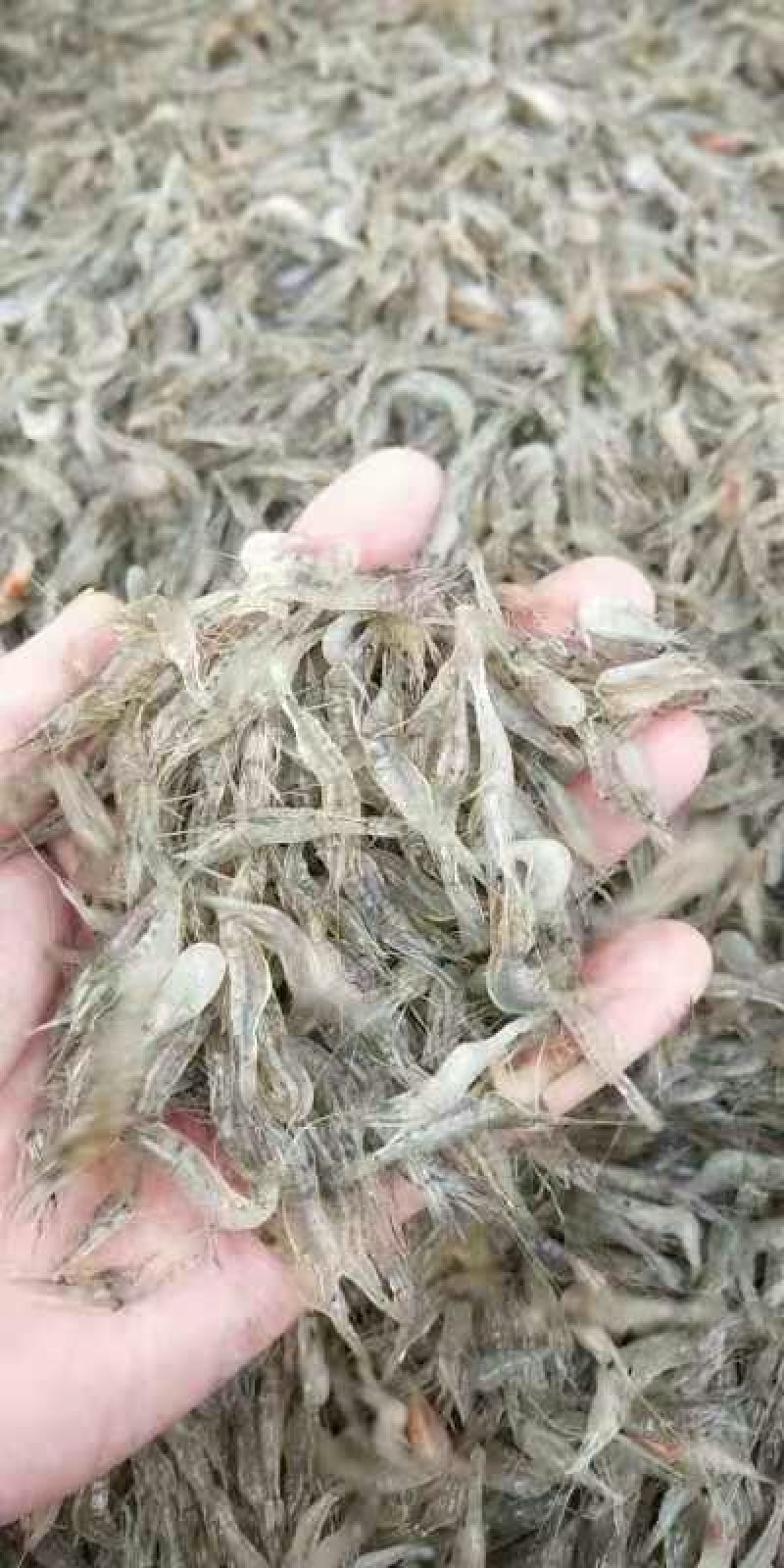 河虾，河虾，鲜活河虾，河虾，河虾